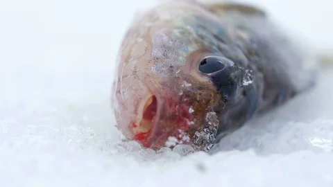 Live fish caught lying on the ice. Move the gills and mouth. Close-up Stock Footage 71954876
