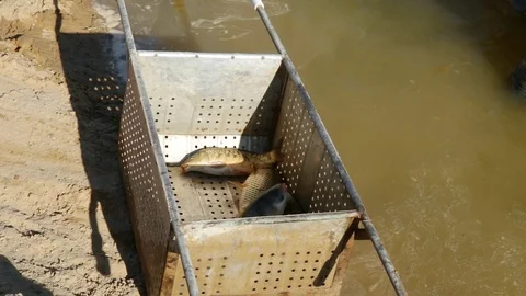 Live fish Stock Footage 114993135
