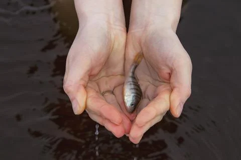 Live fish in hands. Stock Photos