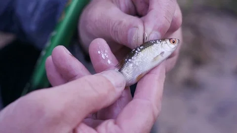 Live fish on a hook Stock Footage 78622950