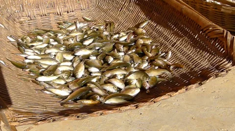 Live fish jumping and drying in the sun, to make dried fish Stock Footage 35552872