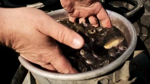 Live Fish in Metal Bucket Stock Footage 303420122