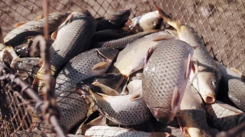 Live Fish Moving in Net Scoop at Fish Farm Close Up Stock Footage 322164953