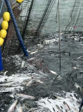 Live fish on nets Stock Photos