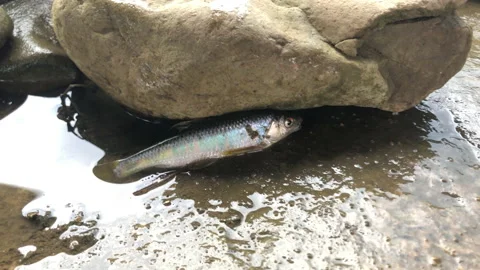 A live fish on the rock Видео 169796224