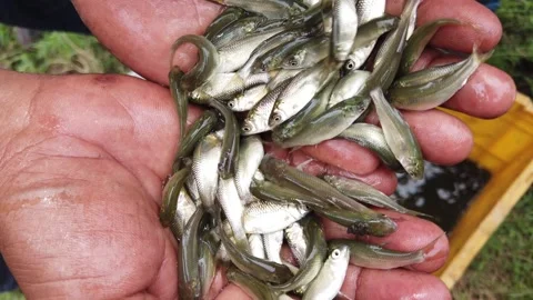 Live fish seed in hand fish fingerling sale HD Stock Footage 251609004
