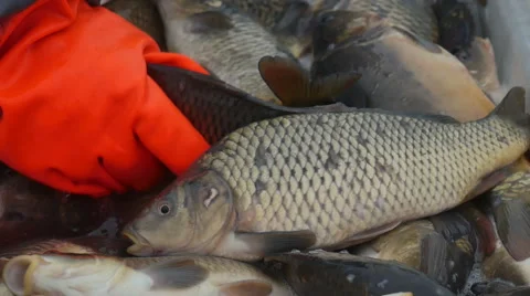 Live fish, sort. The hands of the employee. Stock Footage 58147219