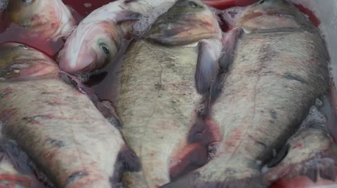 Live fish splashing in the pelvis. Stock Footage 58147150