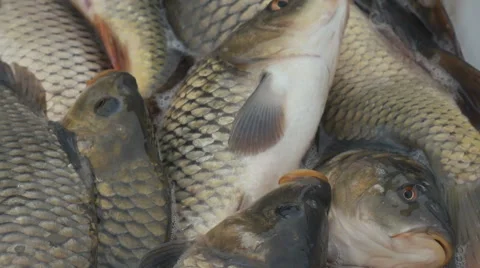 Live fish splashing in the pelvis. Stock Footage 58147154