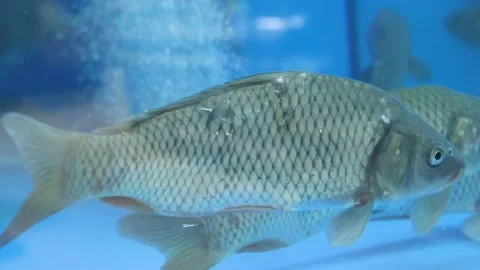 Live fish in the store. Stock Footage 204746879