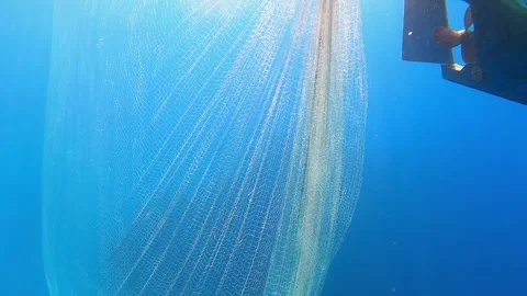 Live fish struggles inside an underwater net - Mesh Detail and Aquatic Movement Stock Footage 340010111