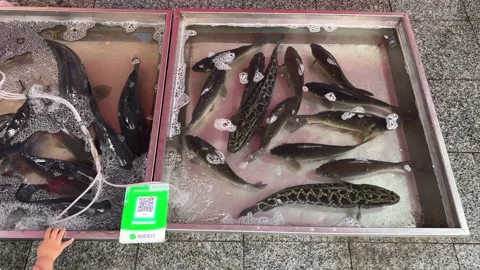 Live Fish Swim in Display Tanks at a Dandong Seafood Market 스톡 동영상 340176030