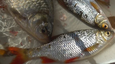 Live fish in water. Fresh fish under the streams of water in the sink. fishing.  Stockbeeldmateriaal 95549841
