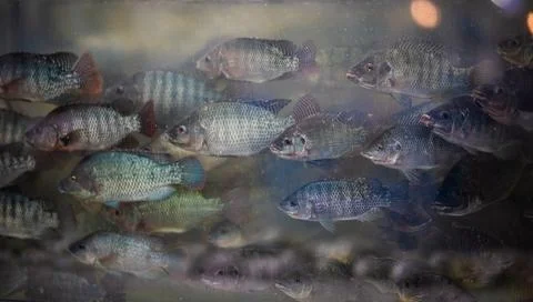 LIVE FISHS 0 스톡 사진
