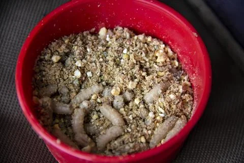 Live fly larvae in the red plastic plate as bait for catching fish. The maggo Stock Photos