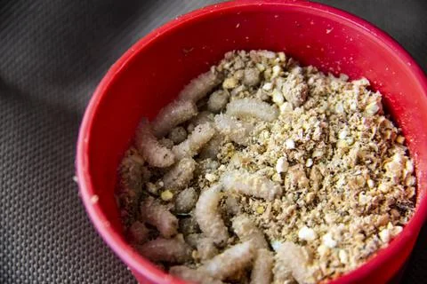 Live fly larvae in the red plastic plate as bait for catching fish. The maggo Stock Photos