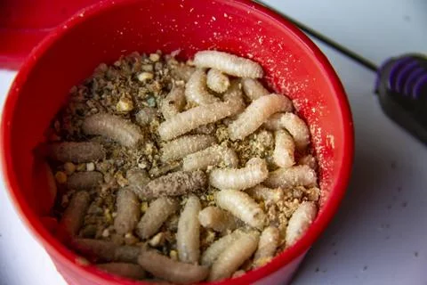 Live fly larvae in the red plastic plate as bait for catching fish. The maggo Stock Photos