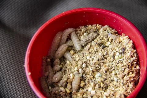 Live fly larvae in the red plastic plate as bait for catching fish. The maggo Stock Photos