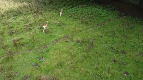 Live footage off two Deer calf walking towards the shelter of the forest, in 4K" Stock Footage 211086278