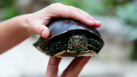 Live fresh river turtle on a plate. Stock Footage 136119607