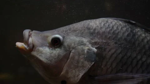 Live freshwater fish moves its mouth. Fish head in the water. Stock Footage