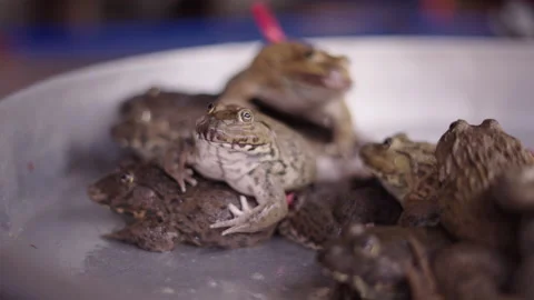 Live frogs in a metal container to be sold at a stall in the local market on Ho Stock Footage 278375180