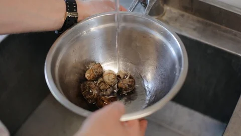 Live grape snails in metallic bowl. A man washes escargot snails for cooking at Stock Footage 129458554
