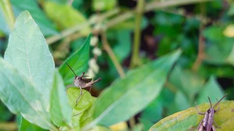 A live grasshopper on a leaf in a garden setting. Foto stock