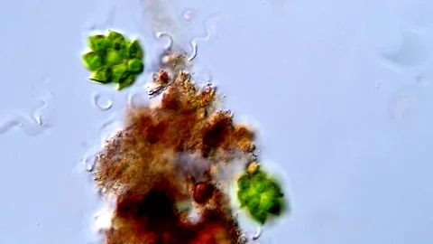 Live Green Algae Chlorophyta Microscopic Recording, 400x magnification 動画素材 317789914
