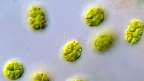 Live Green algae observed under high power DIC microscope, Pandorina algae Vídeos de archivo 317787421