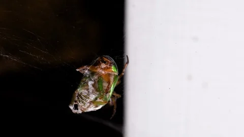 A live, green, Chilean insect called San Juan is entangled in the spider's we Stock Footage 126078366