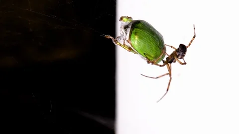 A live, green, Chilean insect called San Juan is entangled in the spider's we Video stock 126079359