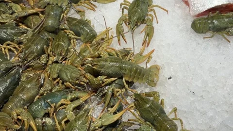Live green crayfish crawling on crushed ice Stock Footage 345932022