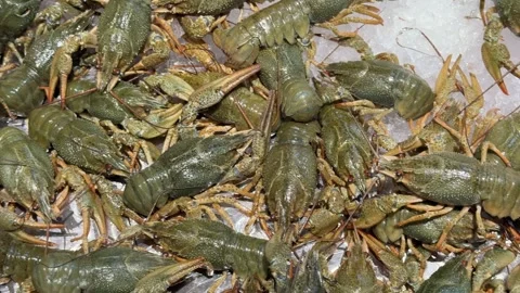 Live Green Crayfish on Ice Bed at Seafood Market Stock Footage 345932019