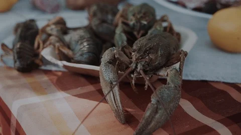 Live green crayfish on a large dish before cooking. Close-up. Vídeo Stock 99300363