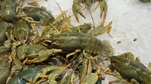 Live green crayfish stacked on crushed ice Stock Footage 345932025