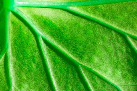 Live green leaf, macro background Stock Photos