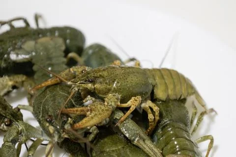 Live green river crayfish crawling together on a light background. Close-up.. Stock Photos