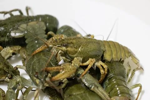 Live green river crayfish crawling together on a light background. Close-up.. Stock Photos