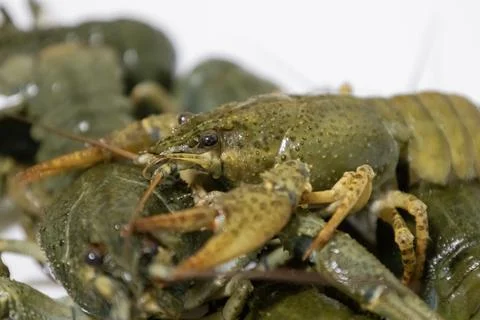 Live green river crayfish crawling together on a light background. Close-up.. Stock Photos