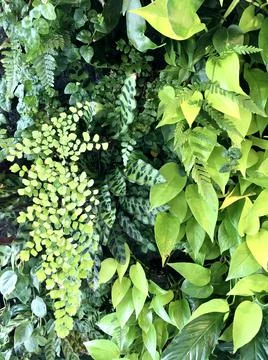 Live greenery close up Stock Photos