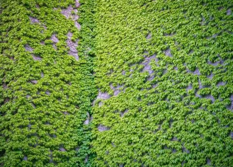 A live hedge on the front of the house. The vine past the wall of the building Stock Photos