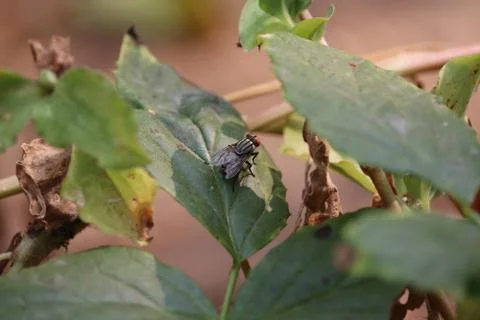 Live house fly on leaf Stock Photos