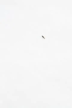 A live insect on the snow in winter Stock Photos