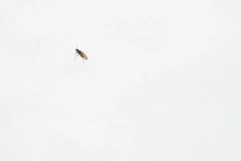 A live insect on the snow in winter Stock Photos
