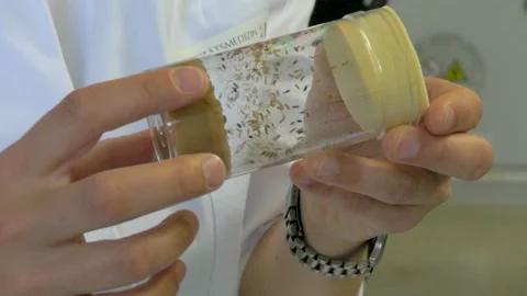 Live insects in cylinder Stock Footage 197414716