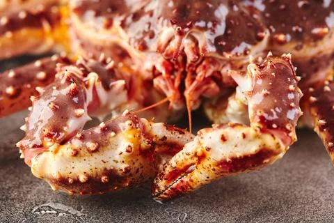 Live king crab on gray background close-up Stock Photos