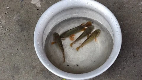 Live koi fish in silver pot. Village fishing and food prep in rural Bangladesh. Stock Footage 320588115