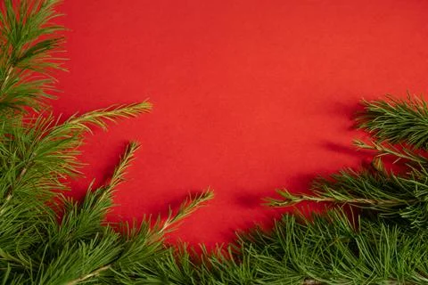 Live larch branches on a red background , the concept of a creative Christmas Stock Photos
