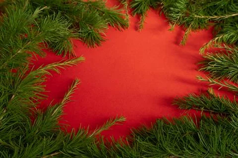 Live larch branches on a red background , the concept of a creative Christmas Stock Photos